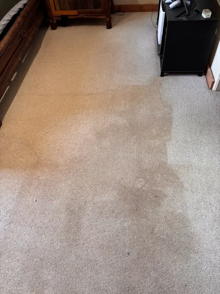 Carpet mid-cleaning, showing the cleaned line against the soiled side